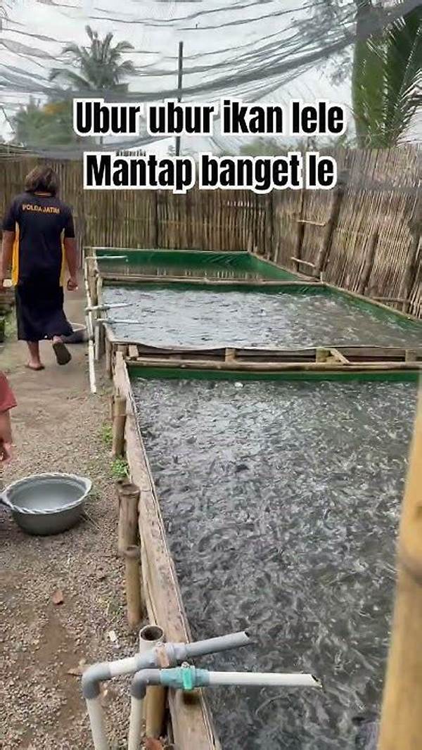 #budidayaikanlele