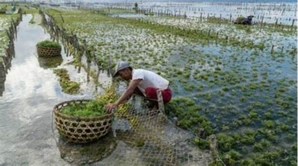 Budidaya Rumput Laut