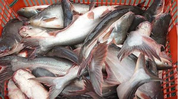 Cara Budidaya Ikan Patin